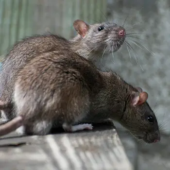 Elimination des rats qui envahissent vos maisons