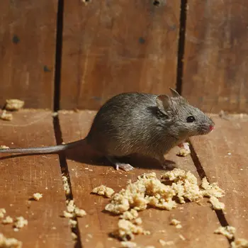 Entreprise experte pour éviter les invasions de souris